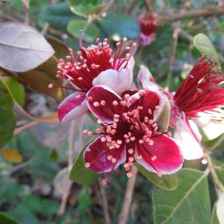 B&B S'Arrosa Antiga Santadi 外观 照片