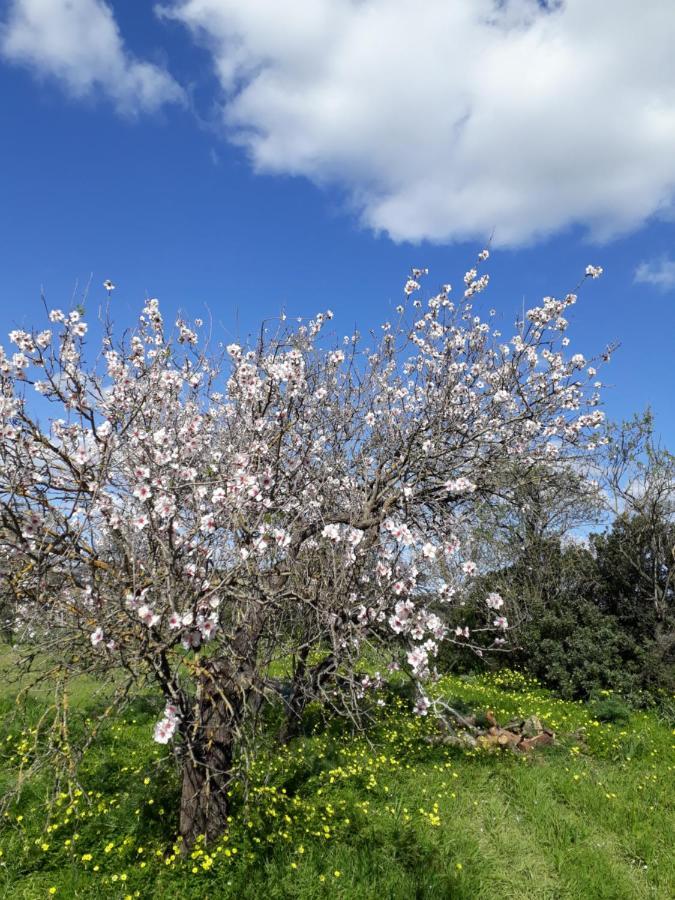 B&B S'Arrosa Antiga Santadi 外观 照片