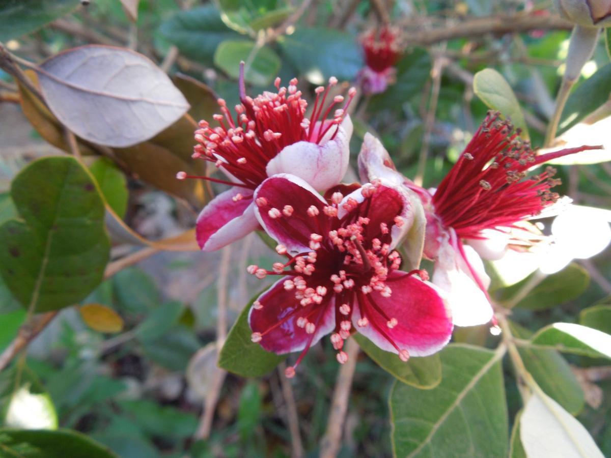 B&B S'Arrosa Antiga Santadi 外观 照片